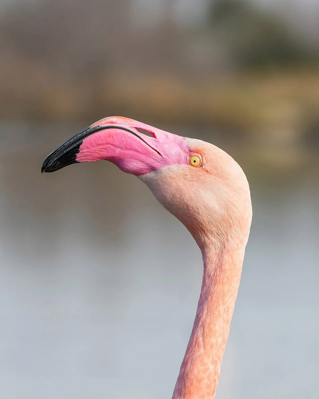 Close-Up (1990 film)